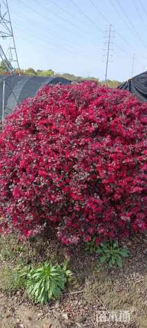 冠幅150厘米红花继木球