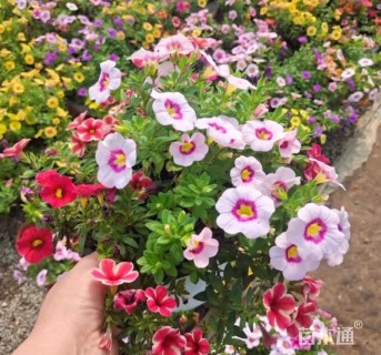 地被/花草