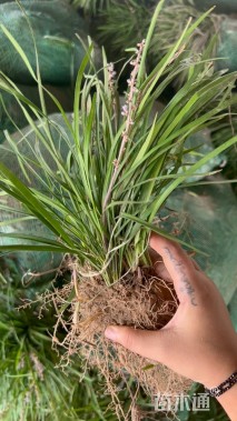 20厘米中叶麦冬