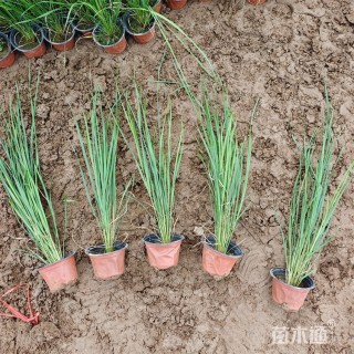 高度70厘米重金属柳枝稷