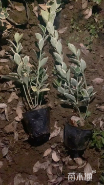 高度40厘米金边黄杨