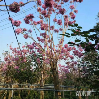 12公分红花风铃木