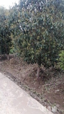 6公分桂花