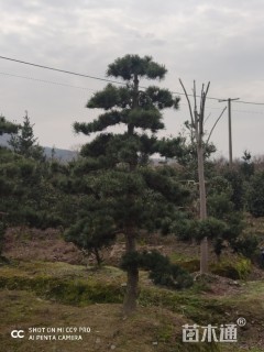 10公分造型五针松