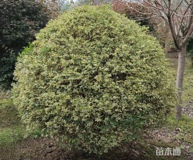 高度40厘米金姬小蜡