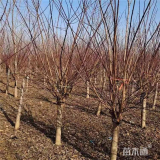 高度320厘米朱砂梅