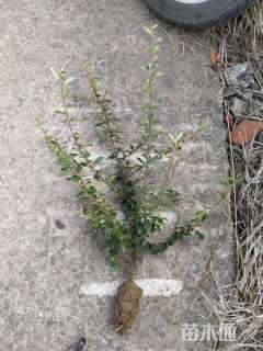 高度40厘米火棘