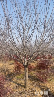 10公分日本晚樱