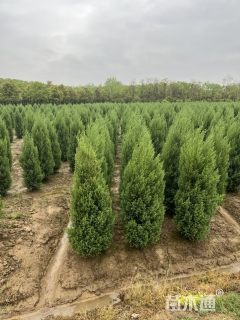 高度80厘米河南桧