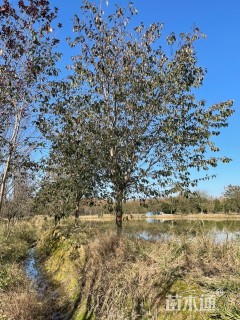 15公分染井吉野樱