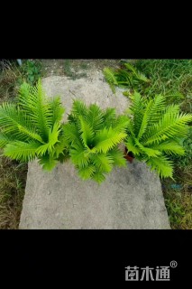 高度100厘米乌毛蕨