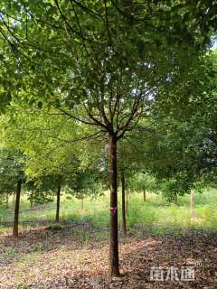 31公分朴树
