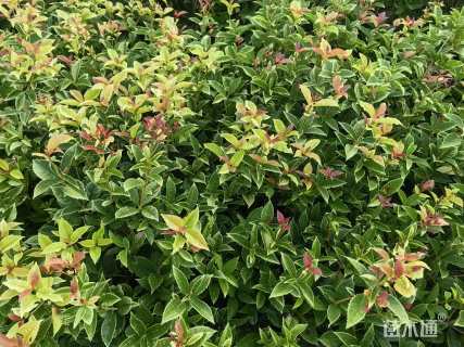 高度40厘米珍珠彩叶桂