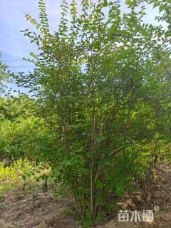 高度100厘米猥实