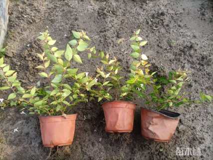 高度20厘米六道木