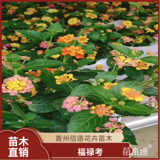 高度20厘米福禄考