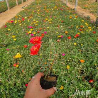 高度15厘米半枝莲