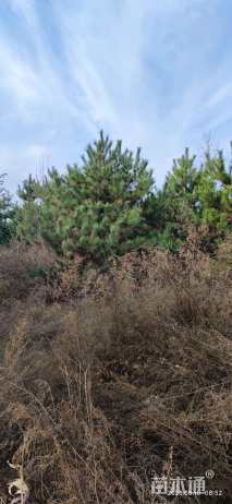 高度800厘米丛生元宝枫