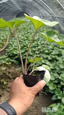 高度10厘米大吴风草