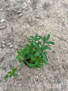 高度20厘米马鞭草