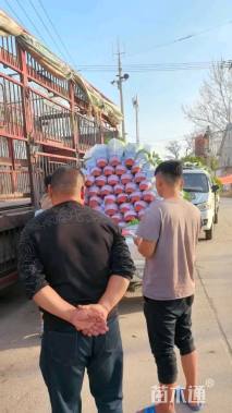 高度50厘米八仙花