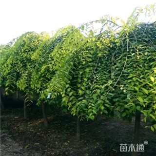 7公分金叶垂榆