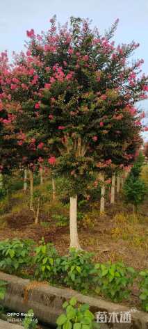 高度180厘米红花紫薇