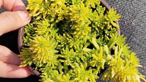 高度10厘米金叶佛甲草