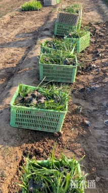 高度22厘米阔叶麦冬