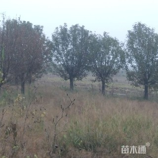 18公分绚丽海棠