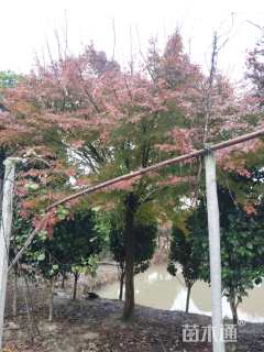 15公分鸡爪槭