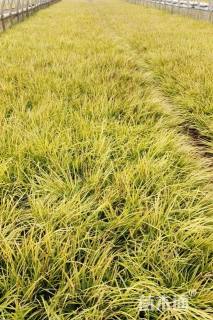 高度25厘米金叶石菖蒲