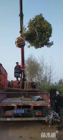 高度300厘米中华石楠