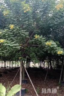 8公分黄槐