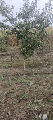 5公分山楂树