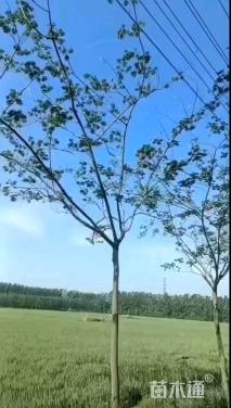 8公分合欢