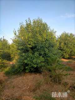 高度300厘米丛生大叶女贞