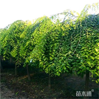 6公分金叶垂榆