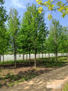 15公分美国红枫