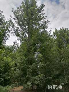 18公分美国红枫