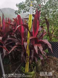 高度40厘米亮叶朱蕉