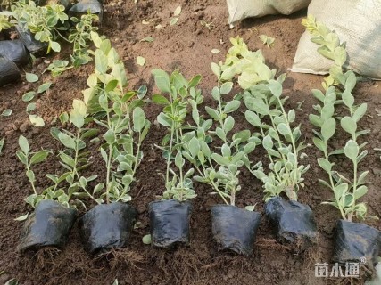 高度30厘米冬红卫矛