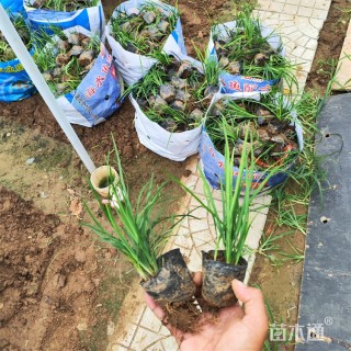 高度20厘米麦冬