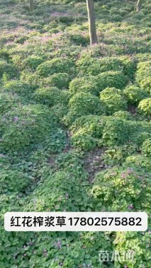 高度5厘米红花酢浆草