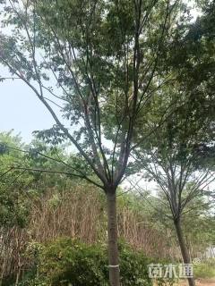 14公分榉树