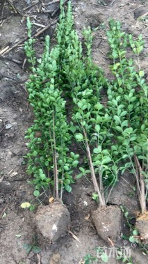 高度150厘米冬红北海道黄杨