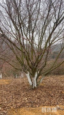 高度300厘米丛生鸡爪槭