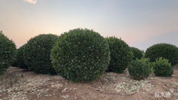 冠幅1.5厘米胶东卫矛球