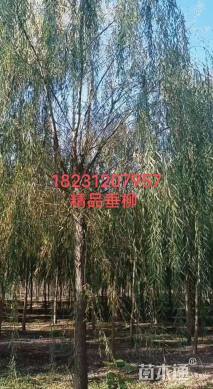 6公分旱柳