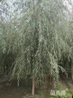 13公分西湖垂柳